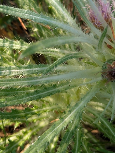 Cirsium scariosum, photograph 3