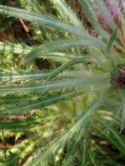 Cirsium scariosum, photograph (c) Eric Watts, some rights reserved (CC BY)