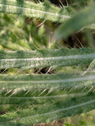 Cirsium scariosum, photograph 4