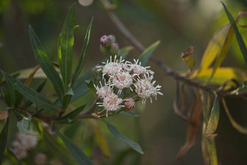 iNaturalist observation photo of mule fat