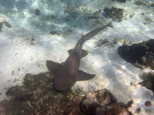 Nurse Shark
