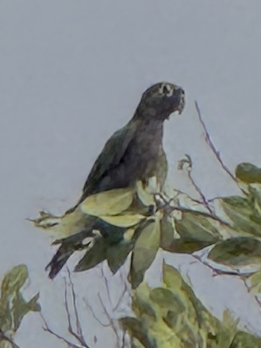 Olive-throated Parakeet