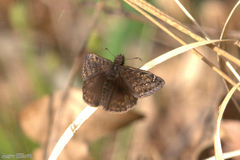 Erynnis juvenalis