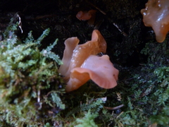 Guepinia helvelloides