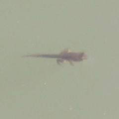 Anura
