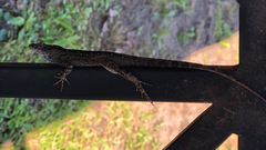 Anolis sagrei