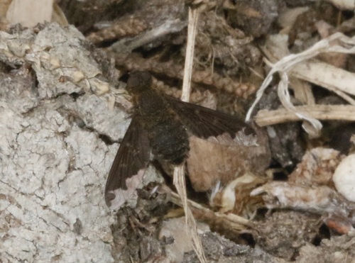 iNaturalist observation photo of Sinuous Bee Fly