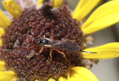 iNaturalist observation photo of Ichneumonid Wasps