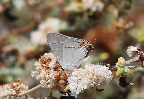 iNaturalist observation photo of Gray Hairstreak