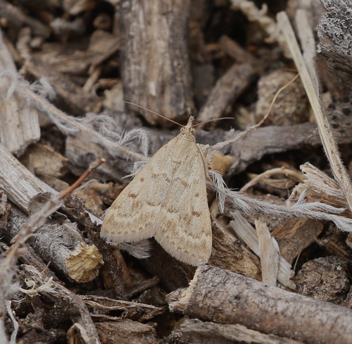 iNaturalist observation photo of Garden Webworm Moth