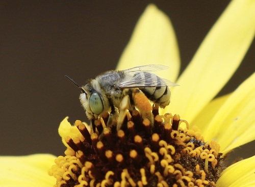 iNaturalist observation photo of Short Sun-digger Bee