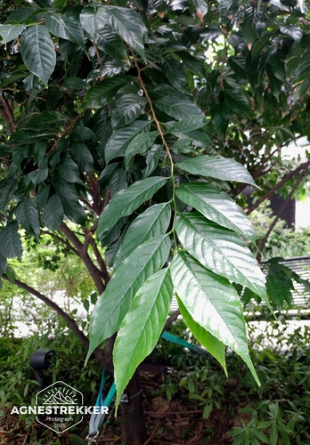 Aphananthe cuspidata (Aphananthe cuspidata)