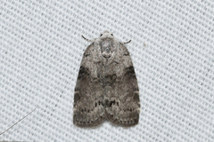 Polygrammate cadburyi