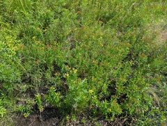 Hypericum adpressum
