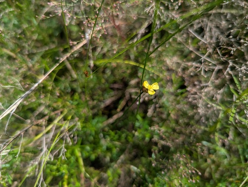 Xyris torta