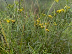 Euthamia gymnospermoides