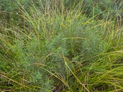 Euthamia gymnospermoides, photograph (c) Ryan Sorrells, some rights reserved (CC BY)