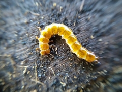 Cucujus cinnaberinus