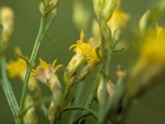 Euthamia gymnospermoides, photograph (c) Ryan Sorrells, some rights reserved (CC BY)