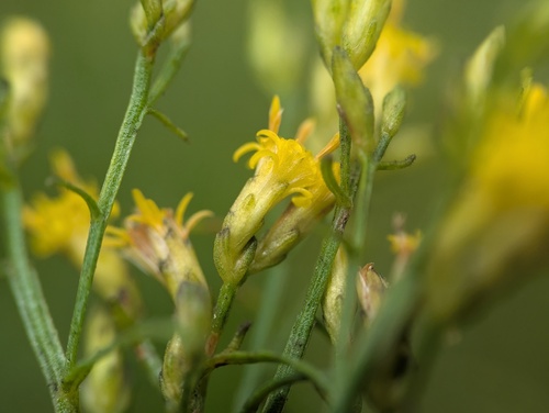 Euthamia gymnospermoides, photograph 5