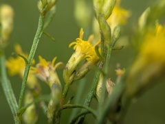 Euthamia gymnospermoides, photograph (c) Ryan Sorrells, some rights reserved (CC BY)