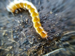 Cucujus cinnaberinus