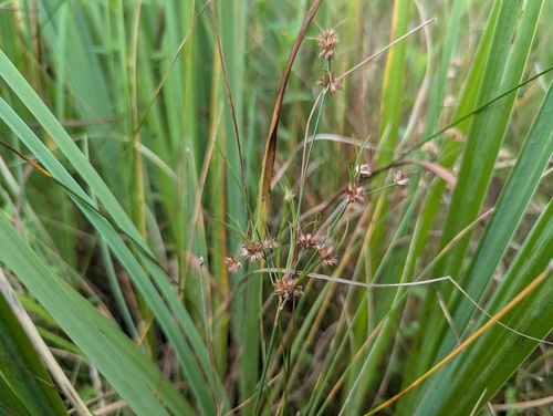 Juncus acuminatus
