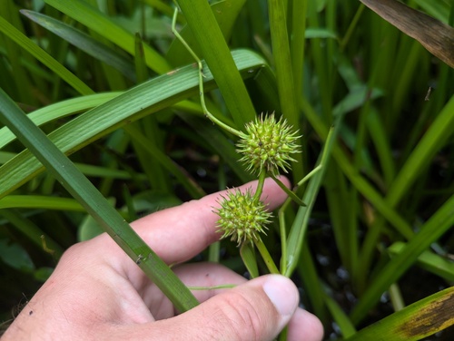 Sparganium americanum, photograph 6