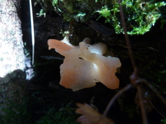 Guepinia helvelloides