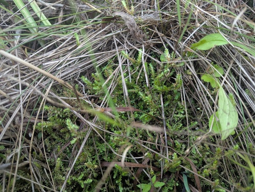 Selaginella eclipes, photograph 3