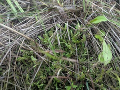 Selaginella eclipes, photograph (c) Ryan Sorrells, some rights reserved (CC BY)