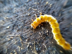 Cucujus cinnaberinus