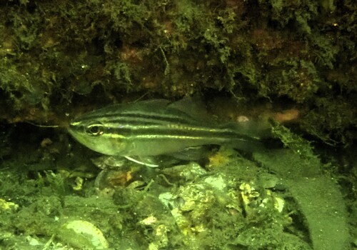 Ostorhinchus fasciatus observed 2026-06-23