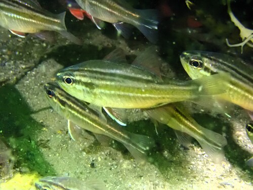 Ostorhinchus fasciatus observed 2026-08-03