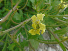 Enarthrocarpus arcuatus