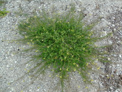 Enarthrocarpus arcuatus