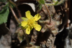 Potentilla albiflora