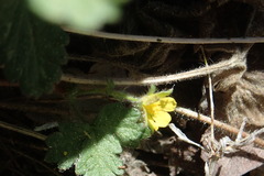 Potentilla albiflora