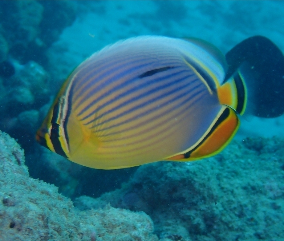 Melon butterflyfish