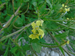 Enarthrocarpus arcuatus