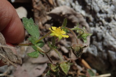 Potentilla albiflora