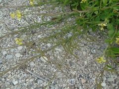 Enarthrocarpus arcuatus