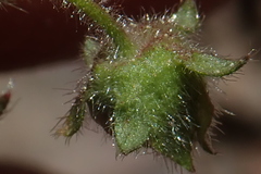 Potentilla albiflora