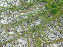 Enarthrocarpus arcuatus