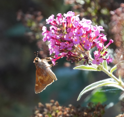 Umber Skipper seen in Sonoma Valley