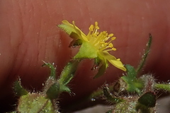 Potentilla albiflora