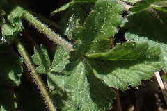 Potentilla albiflora