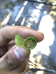 Amphibolips melanocera