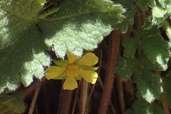 Potentilla albiflora