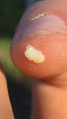 Amphibolips melanocera